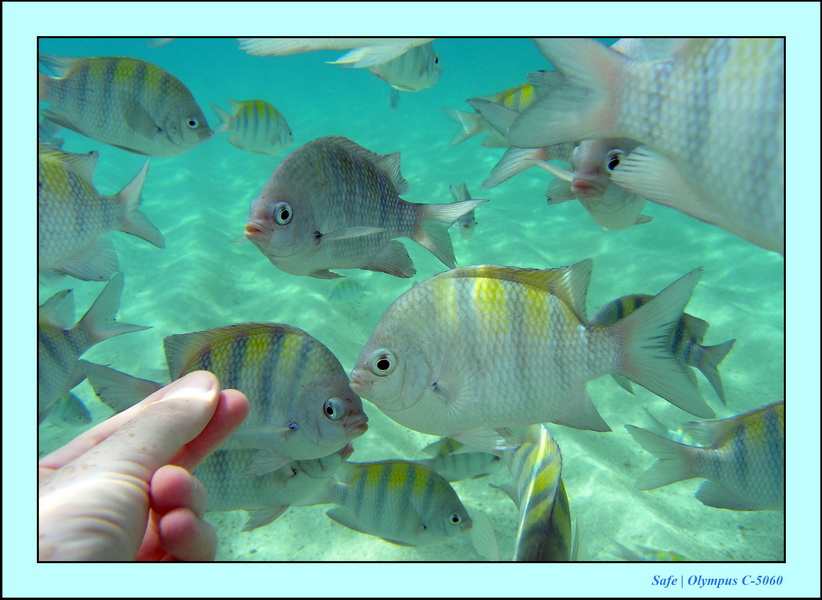 2005 - 11 - Maragogi - parc marin de gales 13.JPG